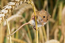 Harvest mouse {Micromys minutus} adult feeding on Corn, captive