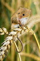 Harvest mouse {Micromys minutus} adult standing on corn and cleaning feet, captive, UK