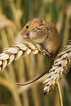 Harvest mouse {Micromys minutus} adult feeding on corn, captive, UK
