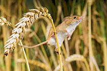 Harvest mouse {Micromys minutus} adult perching on corn, sniffing the air, captive, UK