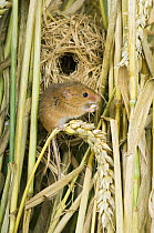 Harvest mouse {Micromys minutus} adult feeding outside breeding nest in corn, captive, UK