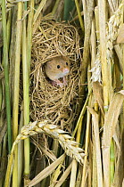 Harvest Mouse {Micromys minutus} adult emerging from breeding nest in corn, captive, UK
