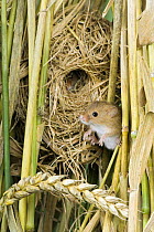 Harvest mouse {Micromys minutus) adult next to breeding nest with another visible inside nest, captive, UK