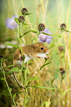 Harvest Mouse {Micromys minutus} climbing on Knapweed with wildflower meadow behind, captive, UK