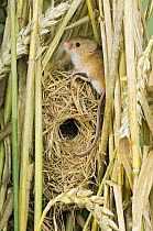 Harvest mouse {Micromys minutus} adult sitting on breeding nest in corn, captive, UK