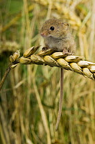 Harvest mouse {Micromys minutus} 2-week youngster sitting on ear of corn, captive, UK
