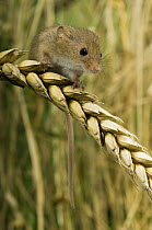 Harvest mouse {Micromys minutus} 2-week youngster sitting on ear of corn, captive, UK