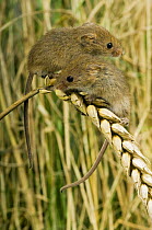Harvest mouse {Micromys minutus} Two 2-week youngsters sitting on ear of corn, captive, UK