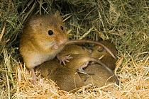 Harvest Mouse (Micromys minutus) mother with suckling 1-week babies in nest, captive, UK