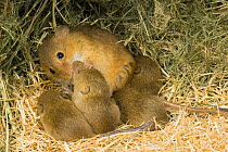 Harvest mouse {Micromys minutus} mother cleaning 1-week babies in nest, captive, UK