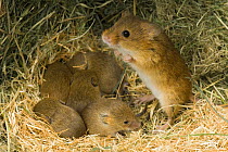 Harvest mouse {Micromys minutus} mother standing over 1-week babies in nest, captive, UK