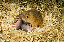Harvest mouse {Micromys minutus) mother standing over 1-day babies in nest, captive, UK