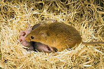 Harvest Mouse {Micromys minutus} mother suckling 1-day babies in nest, captive, UK