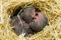 Harvest mouse {Micromys minutus} 1-day babies in nest, captive, UK