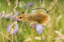 Harvest Mouse {Micromys minutus} climbing on Cocksfoot grass with wildflower meadow behind, captive, UK