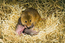 Harvest mouse {Micromys minutus} mother with 1-day babies in nest, captive, UK