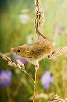 Harvest mouse {Micromys minutus} climbing on Cocksfoot grass with wildflower meadow behind, captive, UK