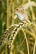 Harvest Mouse {Micromys minutus} perching on ear of corn, captive, UK