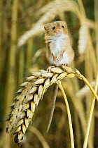 Harvest mouse {Micromys minutus} standing up on corn, captive, UK