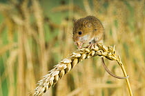 Harvest mouse {Micromys minutus} adult feeding on ear of corn holding on with prehensile tail, captive, UK