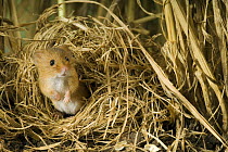 Harvest mouse {Micromys minutus} looking out of ground nest in corn, captive, UK