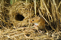 Harvest mouse {Micromys minutus} outside ground nest in corn, captive, UK