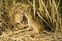 Female Harvest mouse {Micromys minutus} rejecting advances of male from ground nest in corn, captive, UK