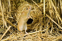 Harvest mouse {Micromys minutus} smelling air for danger, after leaving ground nest in corn, captive, UK