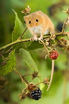 Harvest mouse {Micromys minutus} perching on bramble with blackberries, captive, UK