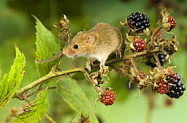 Harvest mouse {Micromys minutus} on bramble amongst blackberries, captive, UK