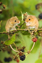 Two Harvest mice {Micromys minutus} perching on bramble with blackberries, captive, UK