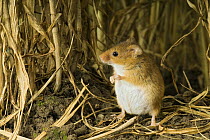Harvest mouse {Micromys minutus} pregnant female on ground amongst corn, captive, UK