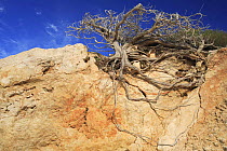 Phoenician juniper {Juniperus phoenicea} Ibiza, Balearic Islands, Spain
