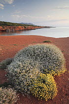 Flowering vegetation next to Pou des Lleó creek, Ibiza, Balearic Islands, Spain