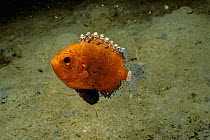 Juvenile Short Bigeye Fish (Pristigenys alta) portrait. Maryland, USA, Atlantic Ocean.