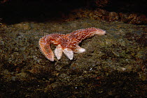 Northern Sea Star (Asterias vulgaris) regenerating lost arms. New England, USA, Atlantic Ocean.
