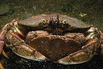 Atlantic Rock Crabs (Cancer irroratus) mating. New England, USA, Atlantic Ocean.