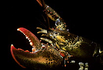 Northern Lobster (Homarus americanus) in defensive posture. New England, USA, Atlantic Ocean.