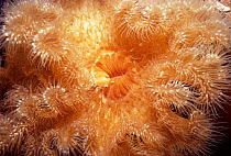 Mouth of Frilled Metridium Anemone (Metridium senile). New England, USA, Atlantic Ocean.