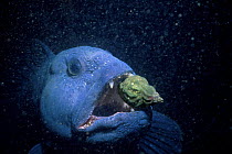 Atlantic Wolffish (Anarhichas lupus) eating Whelk. Bay of Fundy, Canada, Atlantic Ocean.