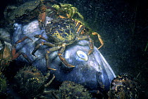 Jonah Crabs (Cancer borealis) and Green Crabs (Carcinus maenas) scavenging on dead Pollack. Maryland, Atlantic Ocean.