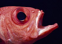 Red Big-eye Fish / Scad (Priacanthus macracanthus) portrait. Great Barrier Reef, Australia.