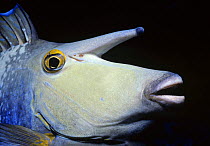 Bluespine Unicornfish (Naso unicornis) portrait. Great Barrier Reef, Australia.