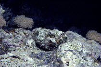 Devil scorpionfish / False Stonefish (Scorpaenopsis diabolus) camouflaged on coral reef bed. Egypt, Red Sea.