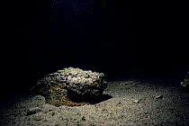 Poisonous Stonefish (Synanceia verrucosa) in sandy lagoon. Eygpt, Red Sea