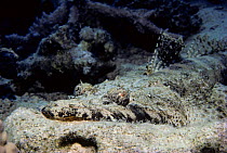 Crocodile Fish (Cociella crocodila) camouflaged on sea bed. Eygpt, Red Sea.