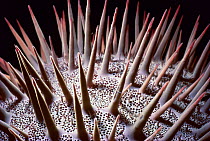 Crown-of-thorns Starfish (Acanthaster planci), close-up of spines. Egypt, Red Sea.
