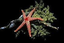 Necklace Sea Star / Red Mesh Starfish (Fromia monilis) on Tree Acyonarian Coral. Egypt, Red Sea.