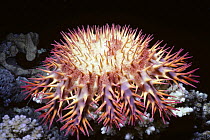 Crown-of-Thorns Starfish (Acanthaster planci) feeding on coral at night. Egypt, Red Sea.