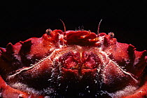 Xanthid Crab (Etisus dentatus) close-up of face. Egypt, Red Sea.